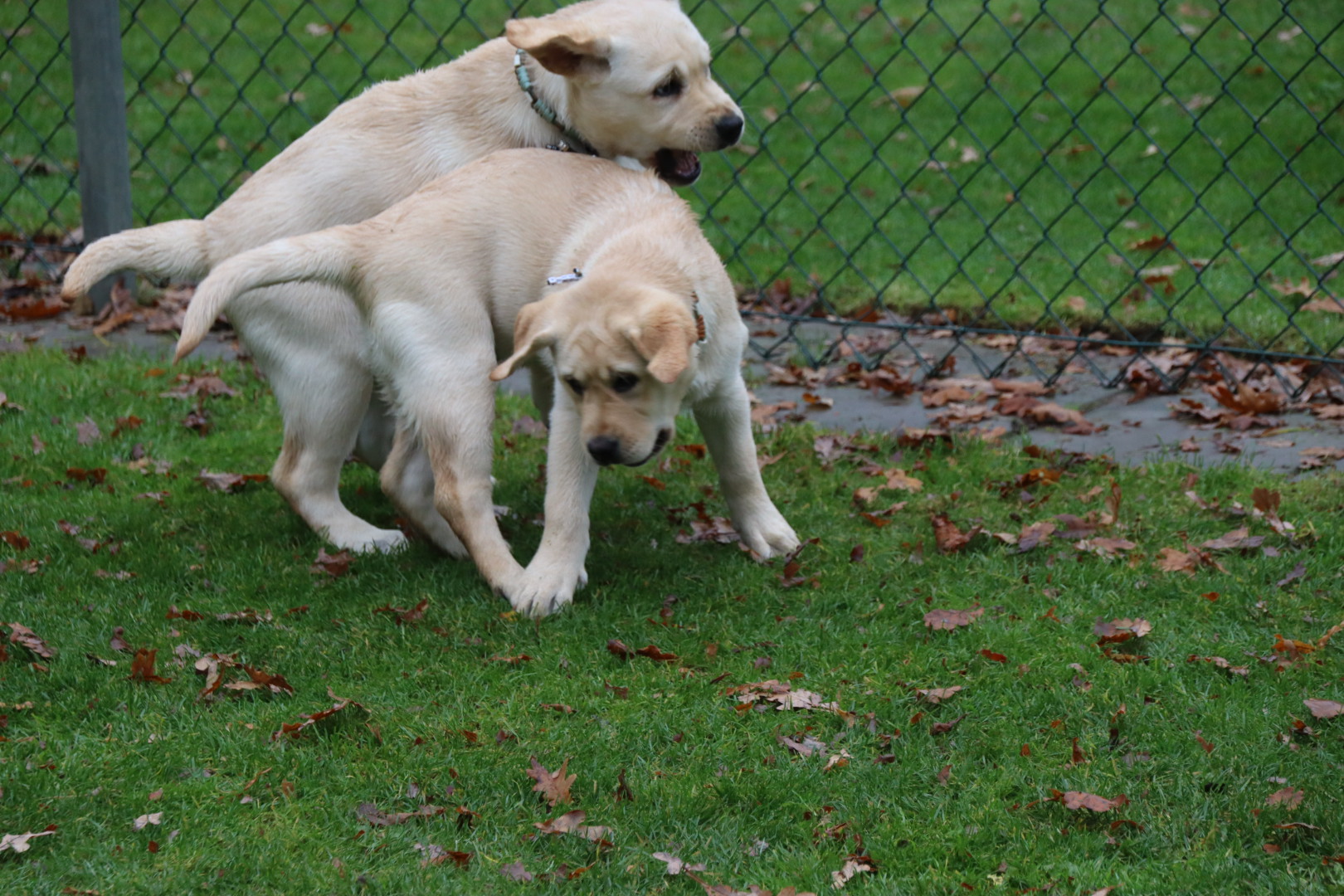 puppycursus Hondensportclub Andor spelende honden